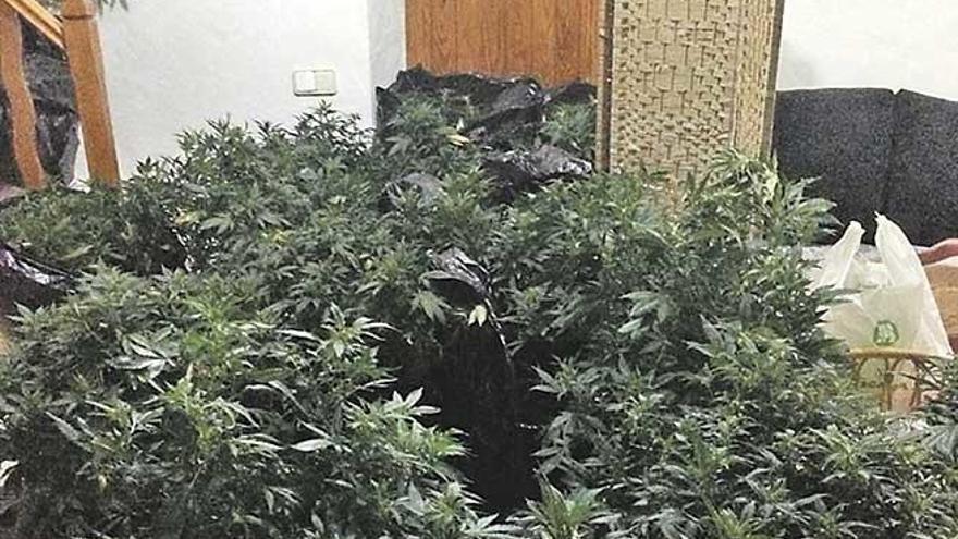 Die Wohnung in Palma de Mallorca war vollgestellt mit Cannabis-Pflanzen