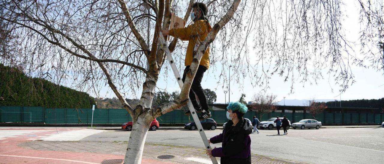 Colocación de nidos para pájaros en árboles del campus pontevedrés