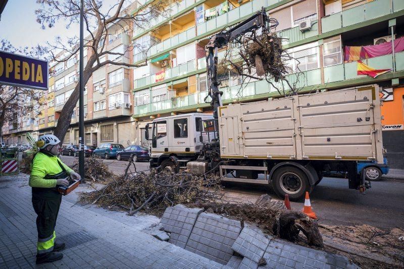 Árbol caído en la Calle Escultor Palao