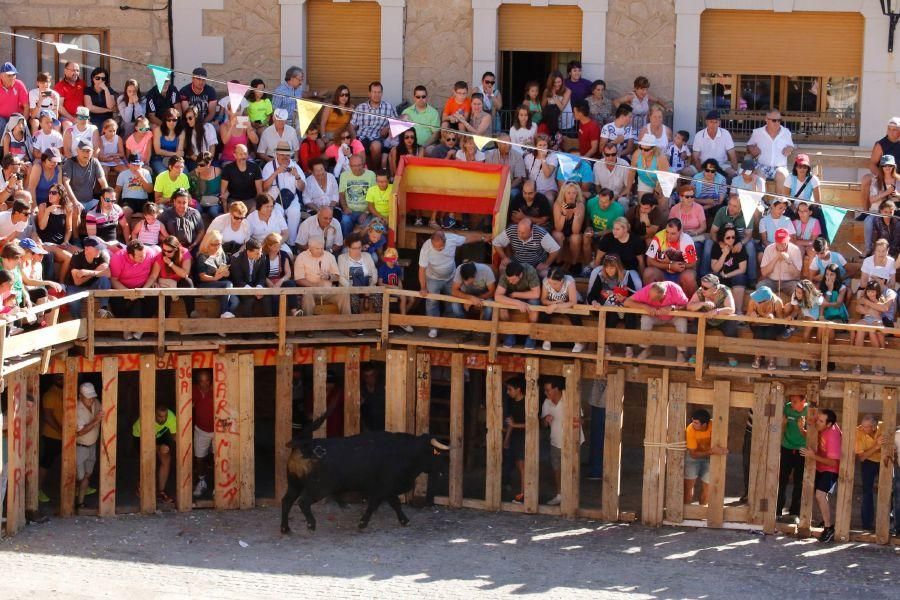 Fiestas en Zamora: Último encierro en Fermoselle