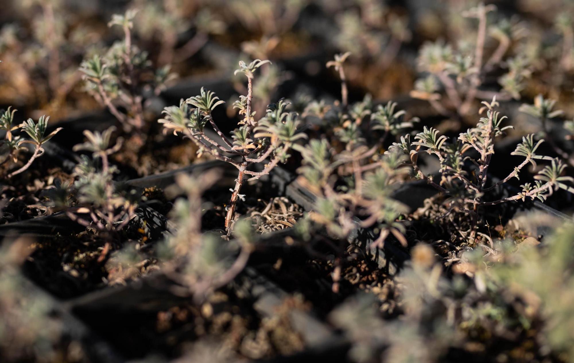 Vivero Parque Nacional del Teide (El Portillo)