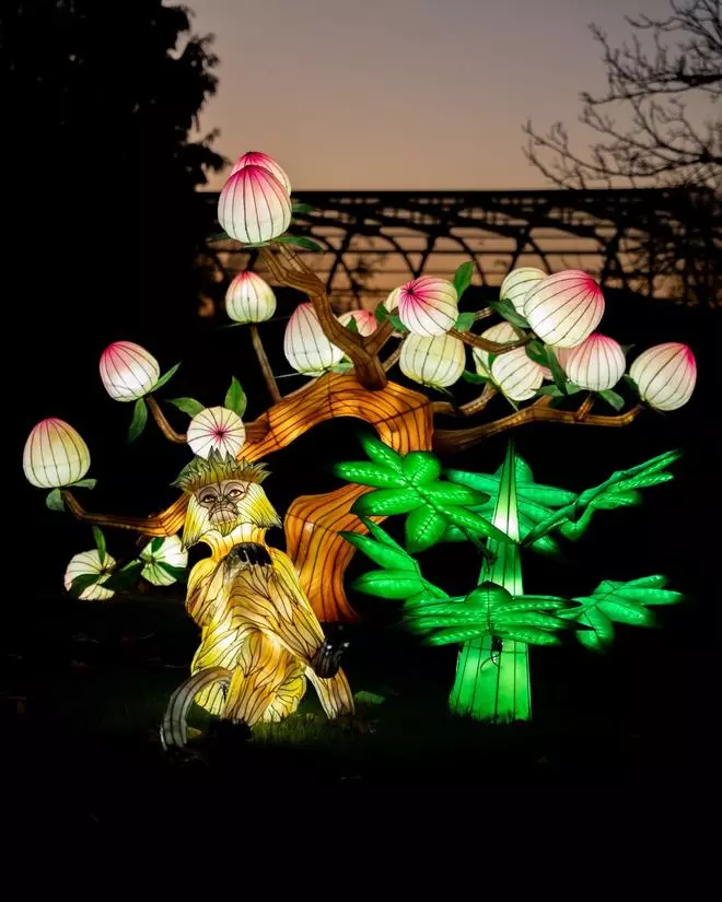 Festival de Luces Salvajes en Portugal