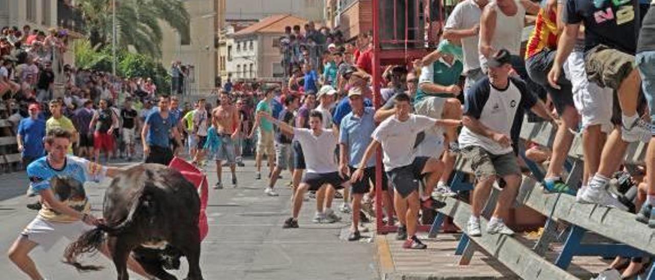 Tavernes de la Valldigna suprime los &quot;bous&quot; y el tiro y arrastre de sus fiestas