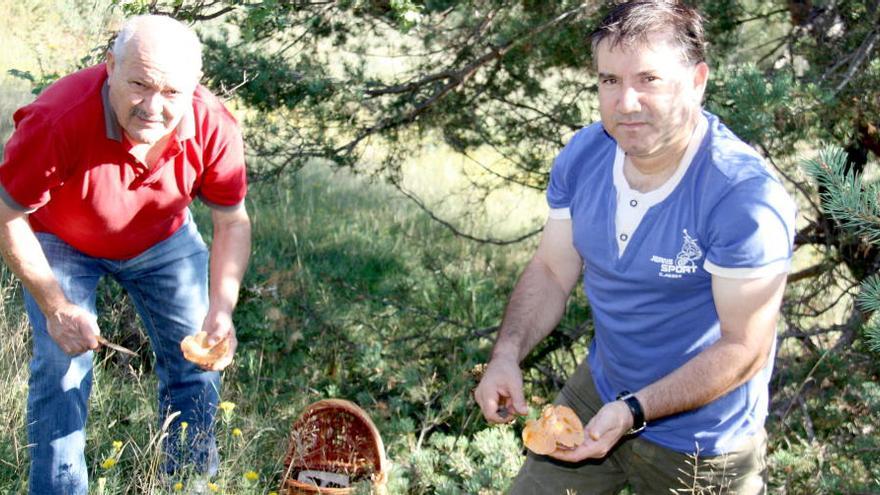 Rafael Marín, esquerra, i José González, dreta, ensenyant els bolets que acaben d&#039;agafar a la zona de Montferrer i Castellbò (Alt Urgell)