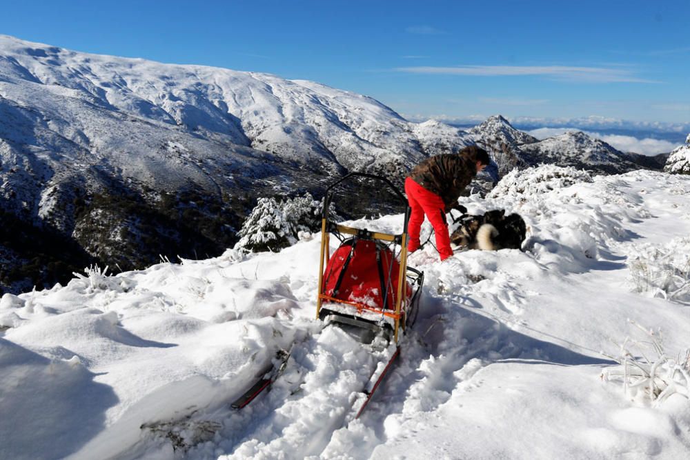 Manuel Calvo se prepara para participar en  el Campeonato de España de carreras de trineo con perros