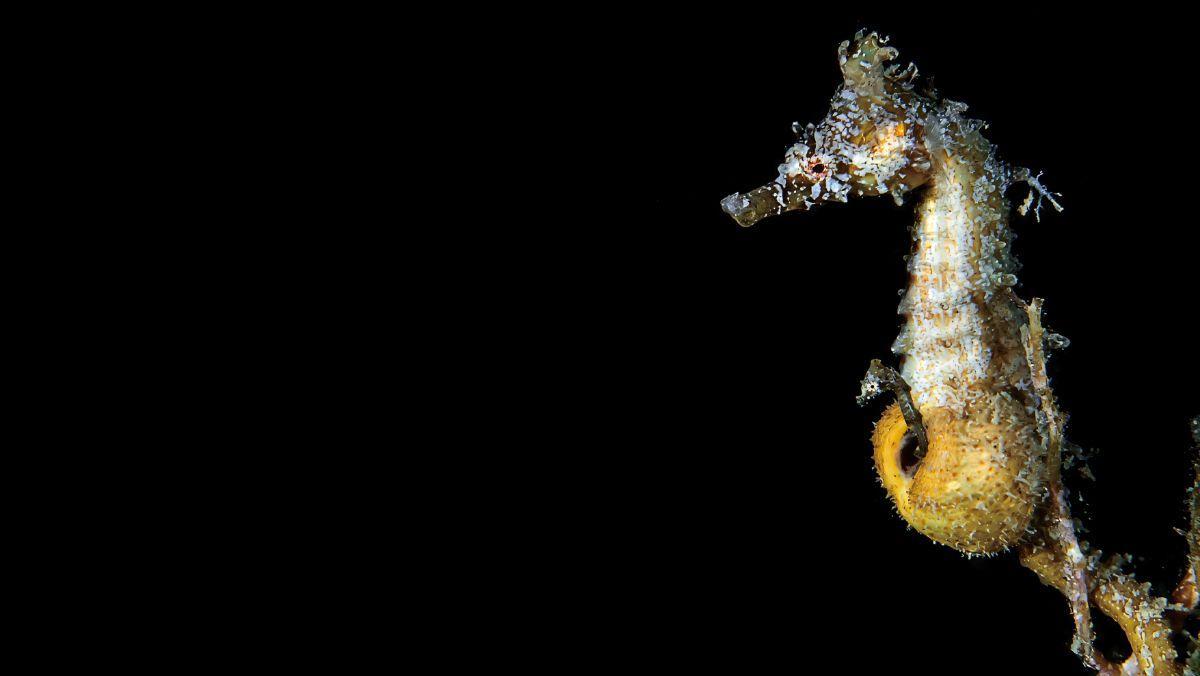 Los caballitos de mar muestran el desarrollo del embarazo en machos como estrategia evolutiva.