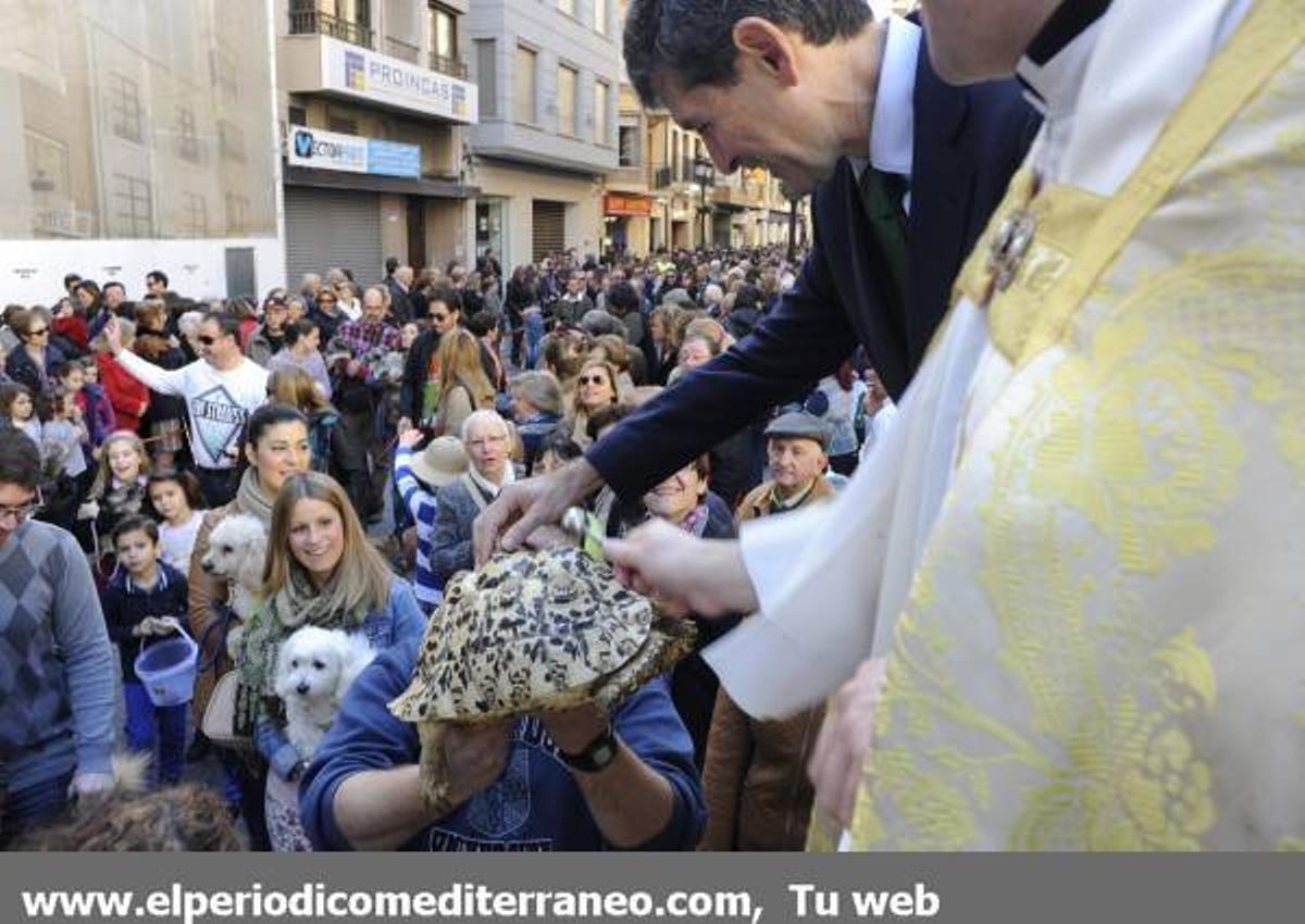 GALERÍA FOTOS: Castellón celebra Sant Antoni