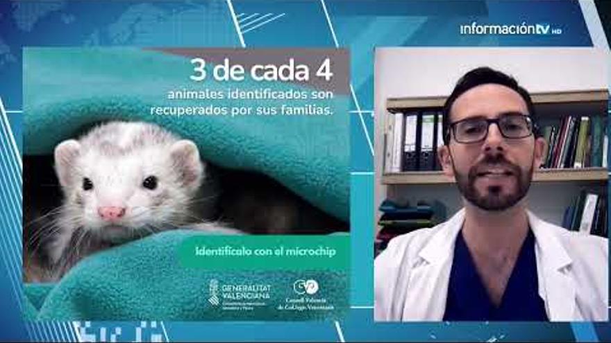 Entrevista al veterinario clínico José Antonio Olmo, sobre la campaña &quot;Identifícalo&quot;