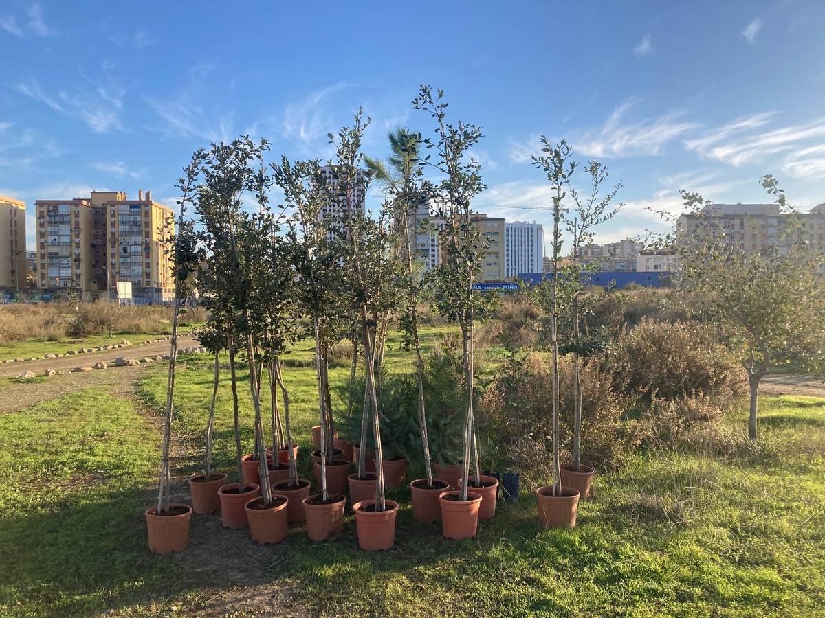 Bosque Urbano planta otros 30 árboles en los antiguos terrenos de Repsol