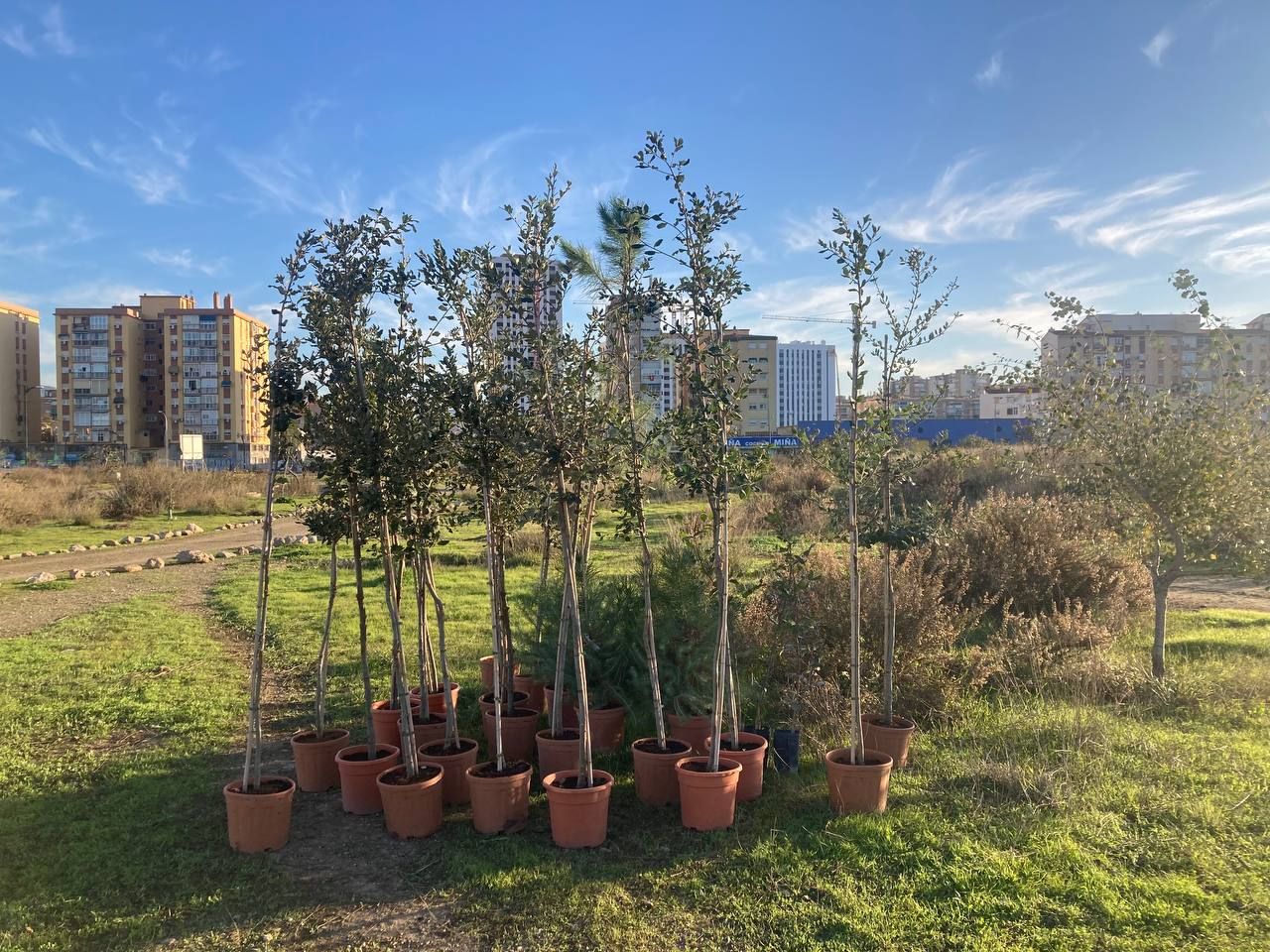 Bosque Urbano planta otros 30 árboles en los antiguos terrenos de Repsol