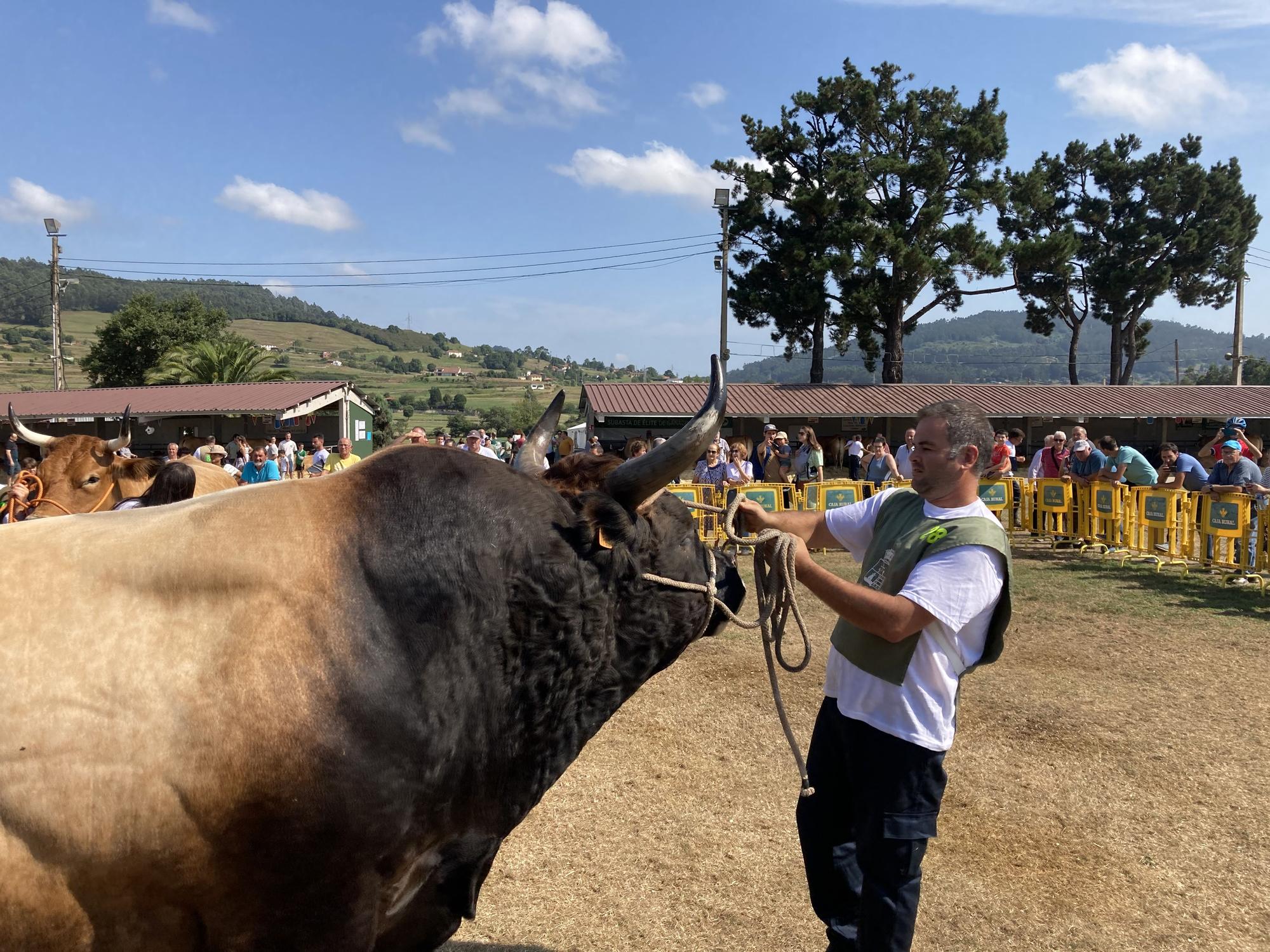 El concurso de ganado de Llanera fue todo un éxito: aquí tienes algunas de las reses ganadoras