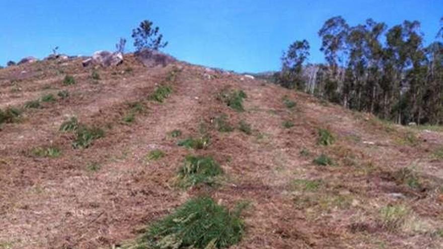 Algunos de los pinos cortados en Cillarga. // D.P.