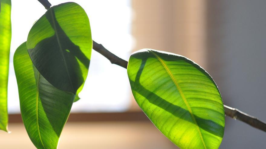 El árbol que puedes plantar en una maceta y que dará un toque fresco y natural a tu hogar