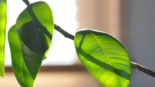 El árbol que puedes plantar en una maceta y que dará un toque fresco y natural a tu hogar