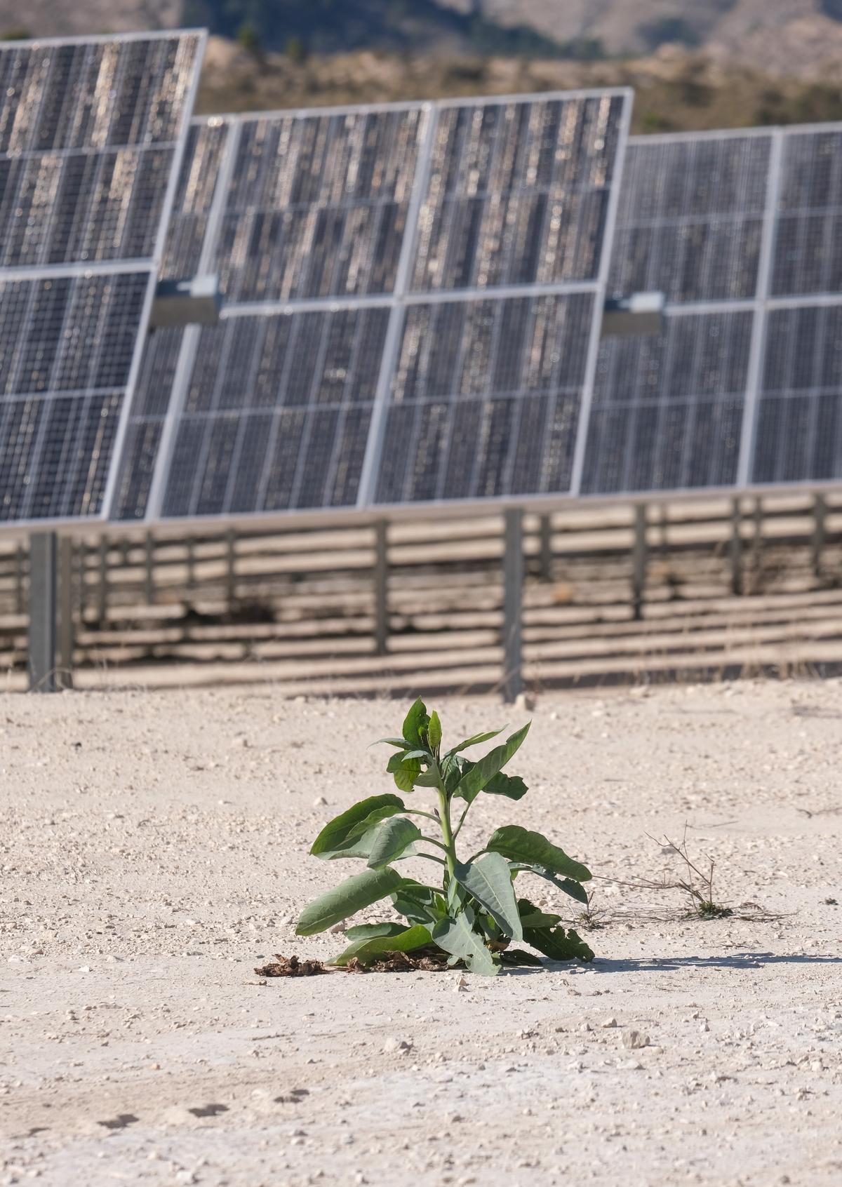 XIXONA. JIJONA, PLANTA SOLAR TURRONEROS