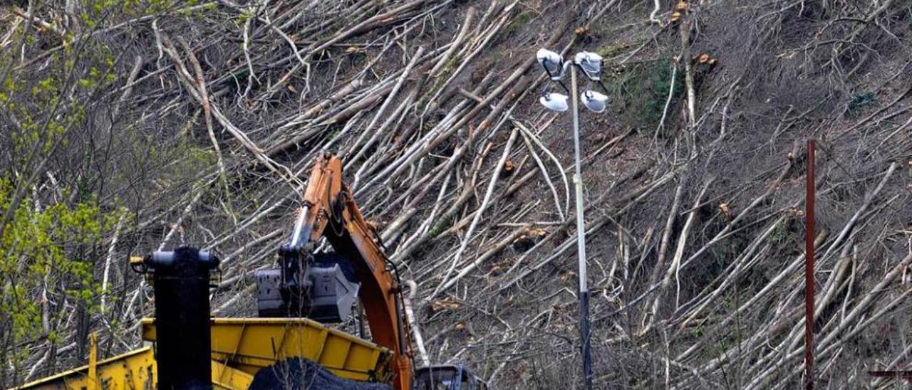 Trabajos de corta de masa forestal en la escombrera que Hunosa tiene en Figaredo.