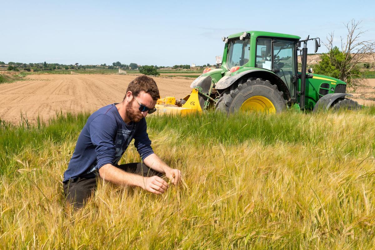 El agricultor Manel Puig, observa las espigas de cebada en un campo de su propiedad en Preixana (Lleida), afectada por la sequía de 2023 en Catalunya.