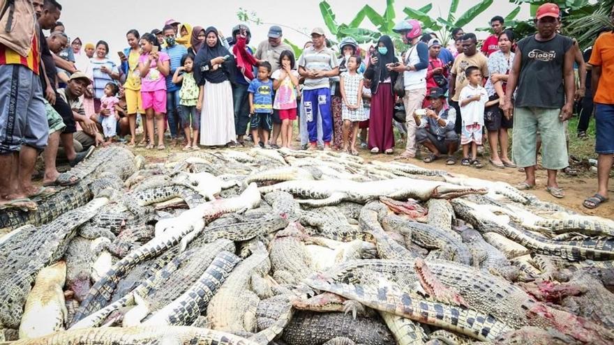 Matan a 300 cocodrilos como &quot;venganza&quot; por la muerte de un vecino