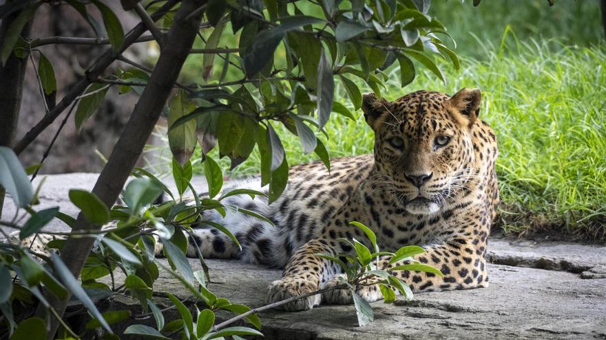 Escápate de la rutina y viaja por la exótica naturaleza africana en “la terreta”