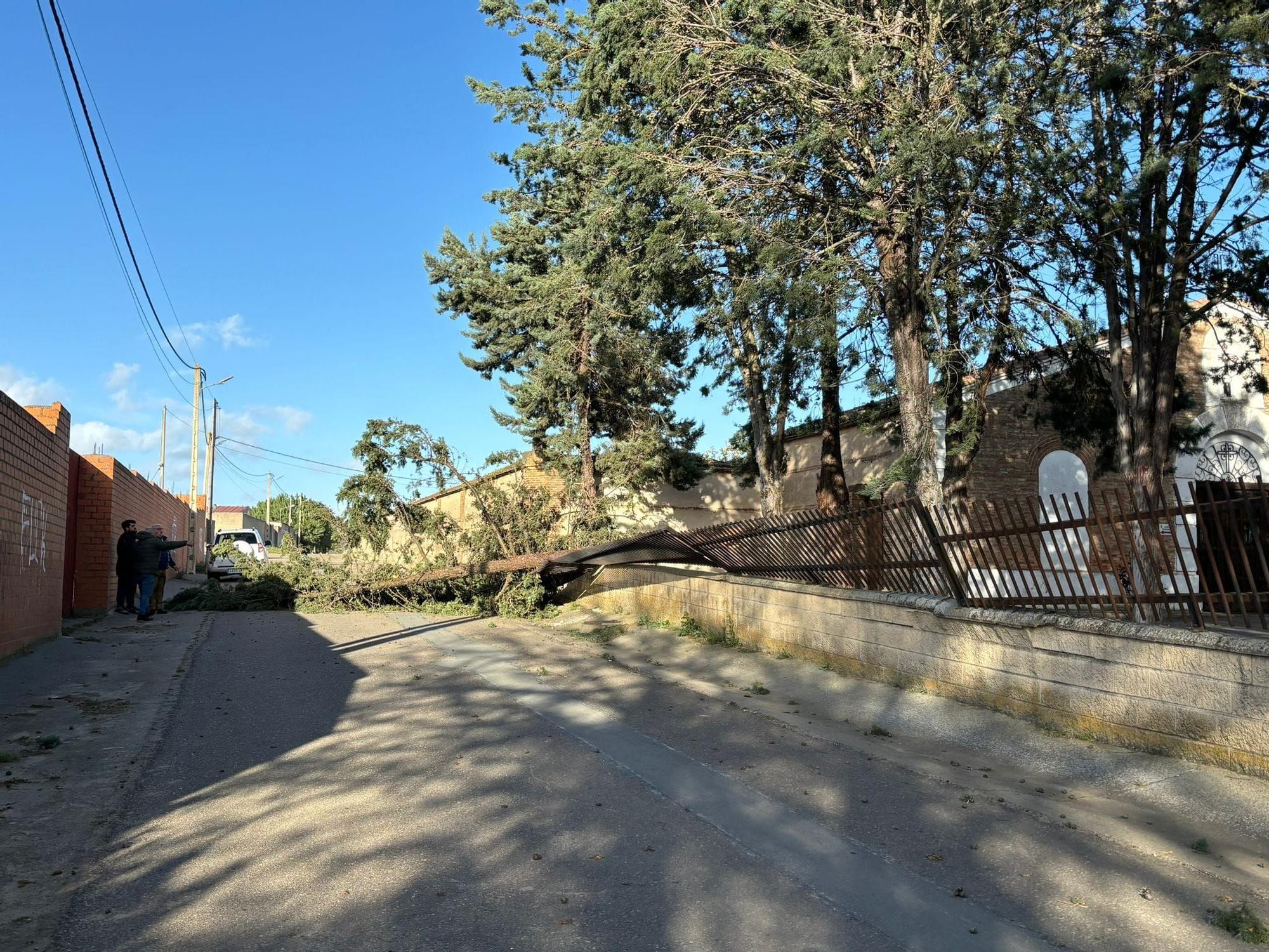 GALERÍA | El cementerio de Villaralbo sufre los estragos del temporal