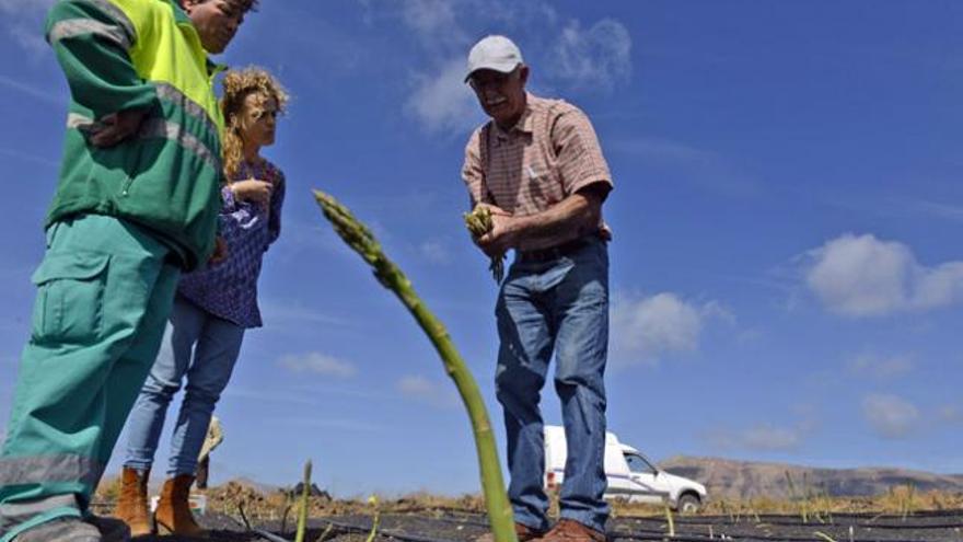 De izq. a dcha., Toño Rojas, Cecilia Reyes y Manuel Peláez, en la finca Tres Peñas, en Mácher y la costa de Tías. | adriel perdomo