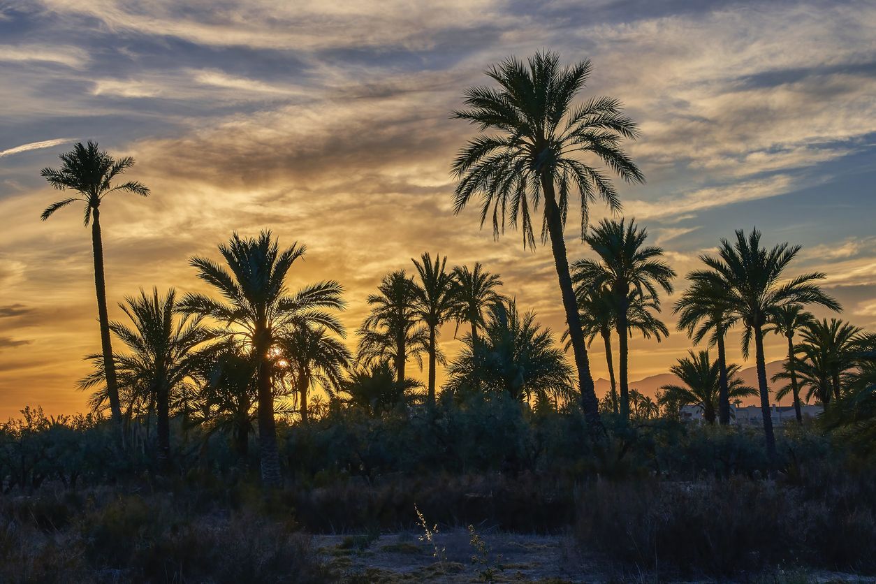 Preciosa puesta de sol en el palmeral de Elche, declarado Patrimonio de la Humanidad.