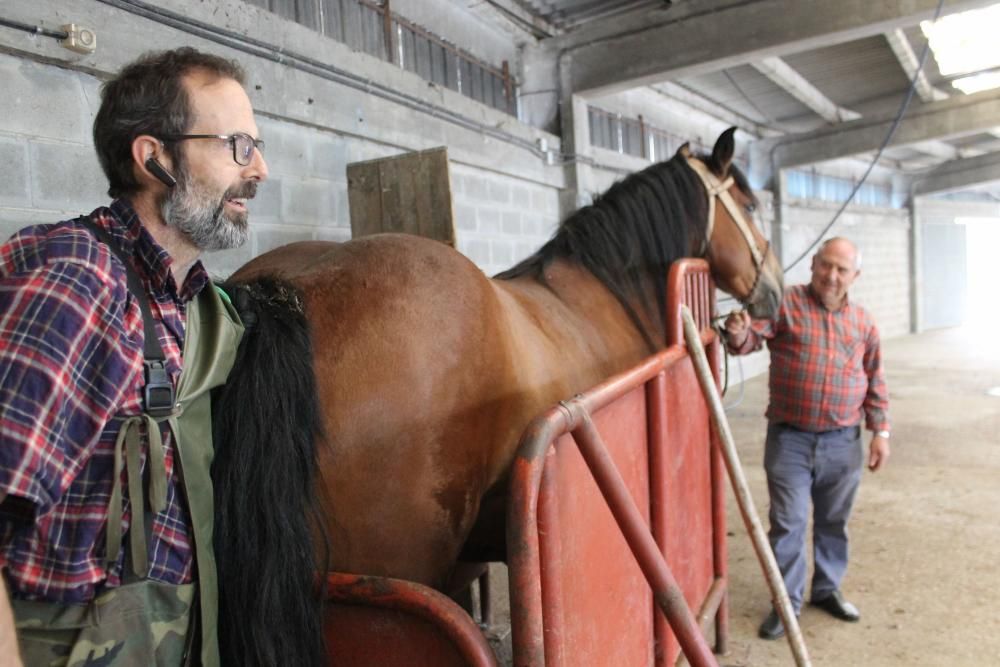 Embestidas militares de 600 millones de espermatozoides para las yeguas asturianas