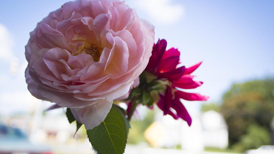 FLORES PRESERVADAS  Las flores que se mantienen bonitas durante