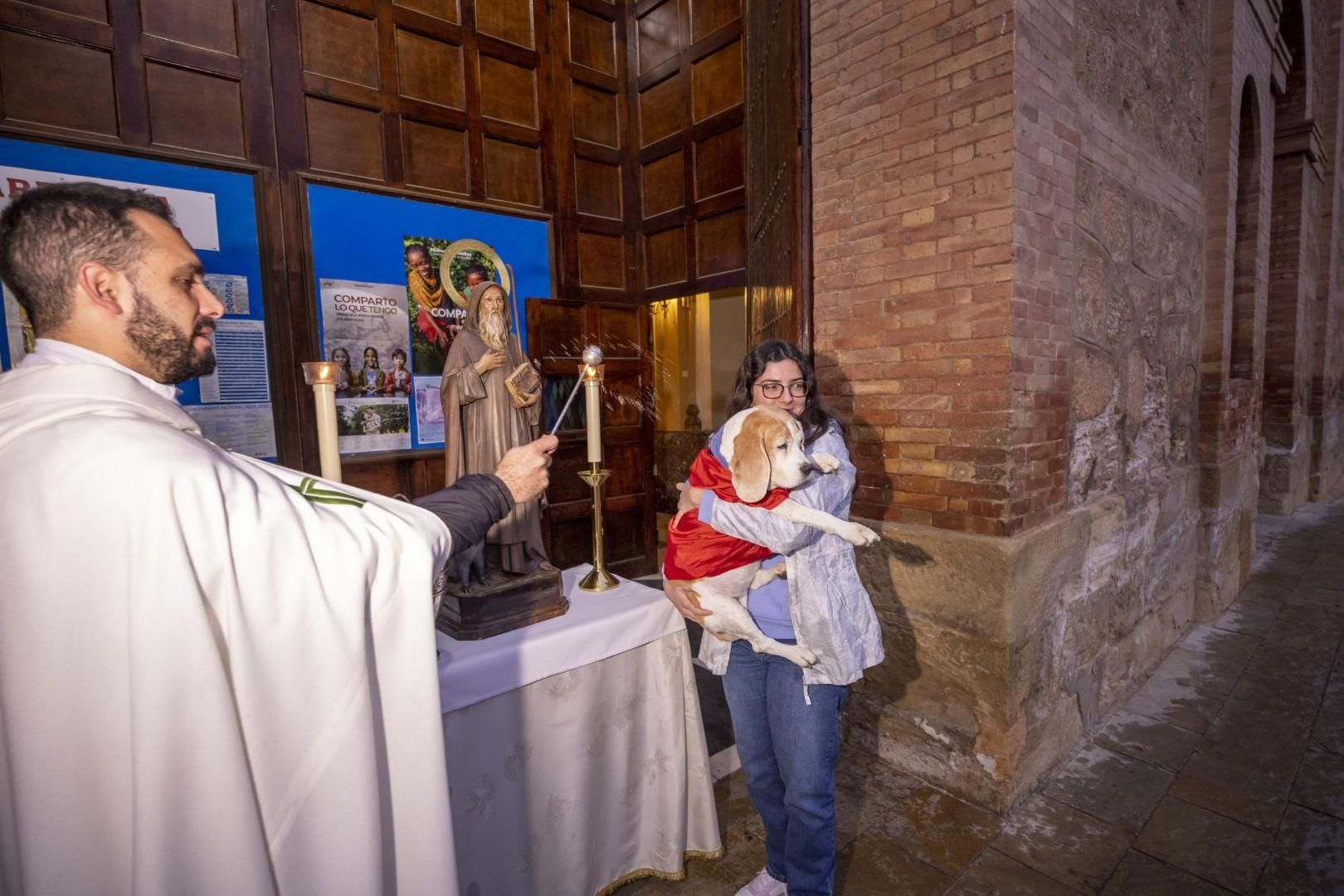 Bendición de animales por San Antón bajo una lluvia invernal en Torrevieja