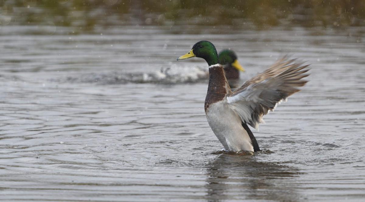 Ánade azulón bajo la lluvia en ses Feixes. / CAT