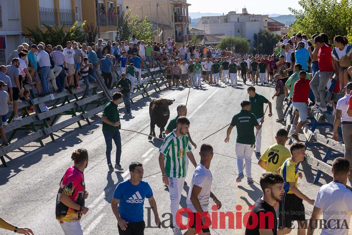 Quinto encierro de la Feria del Arroz de Calasparra