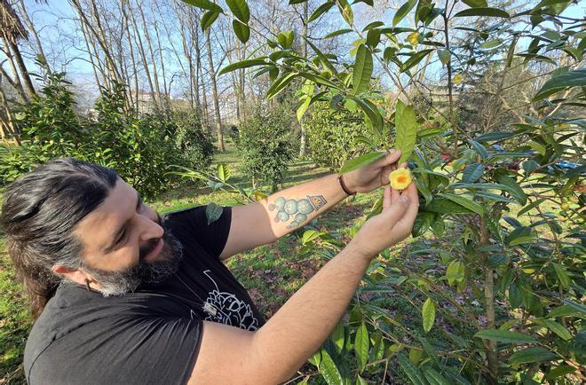 Un recorrido por las camelias de Castrelos