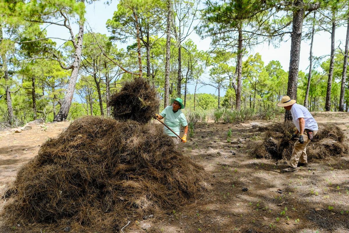 Pinocheros, durante su actividad.