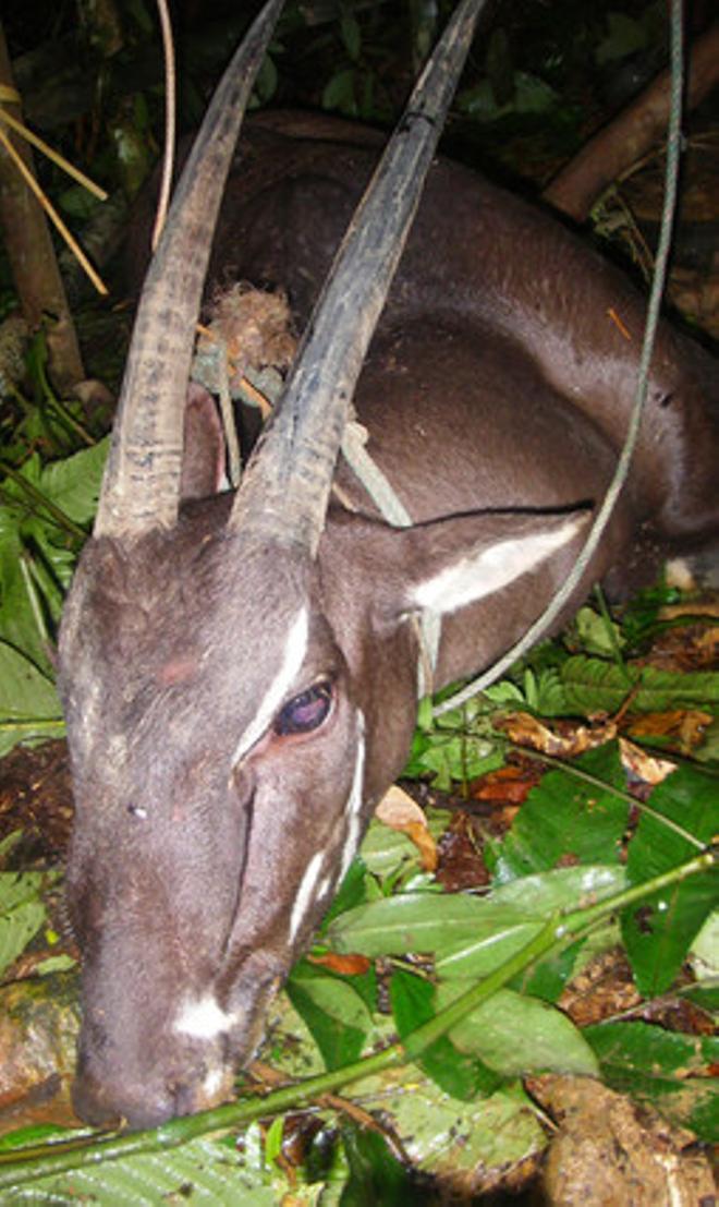 El saola capturado.