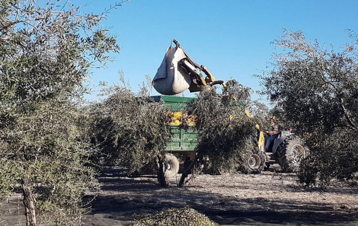 El olivar registrará este año mermas de hasta un 60%. | L. O.