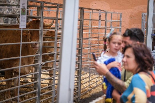 Actos en Santa Cruz por el Día de Canarias