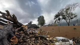 La caída del drago de San Francisco reabre el debate sobre la fragilidad de los dragos históricos