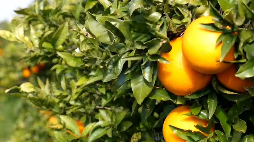 El llamamiento de una joven agricultora que se ha vuelto viral: &quot;Mi padre ha fallecido y regalo mis naranjas porque no tengo comprador&quot;