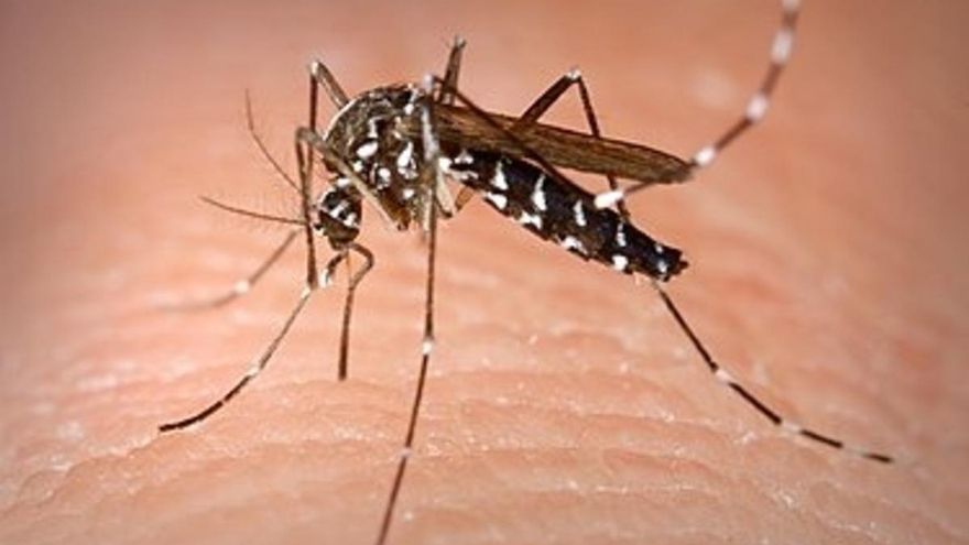 Otro barrio de Santa Cruz de Tenerife queda libre de mosquitos tigre