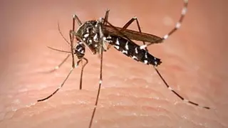 Otro barrio de Santa Cruz de Tenerife queda libre de mosquitos tigre