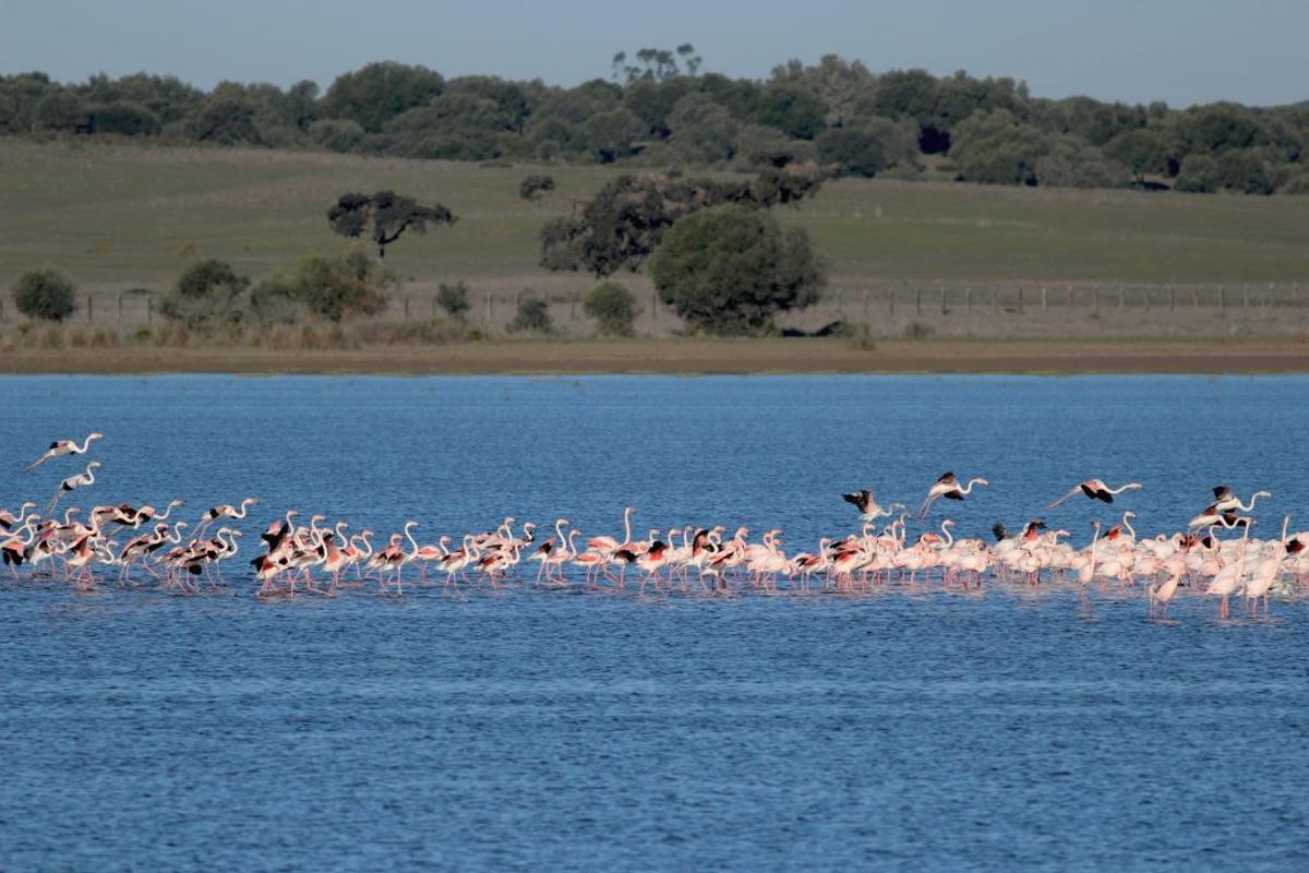 Reserva Natural Concertada Dehesa de Abajo