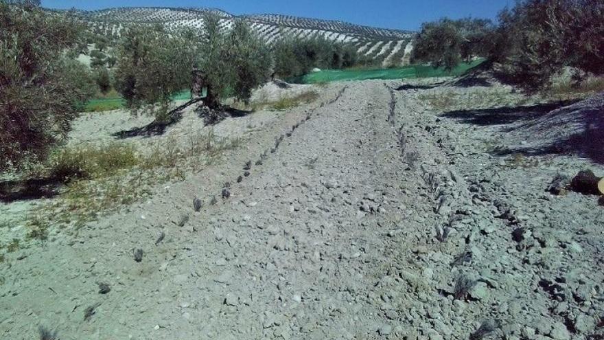 Investigadores de la UCO siembran lavandín entre olivos andaluces