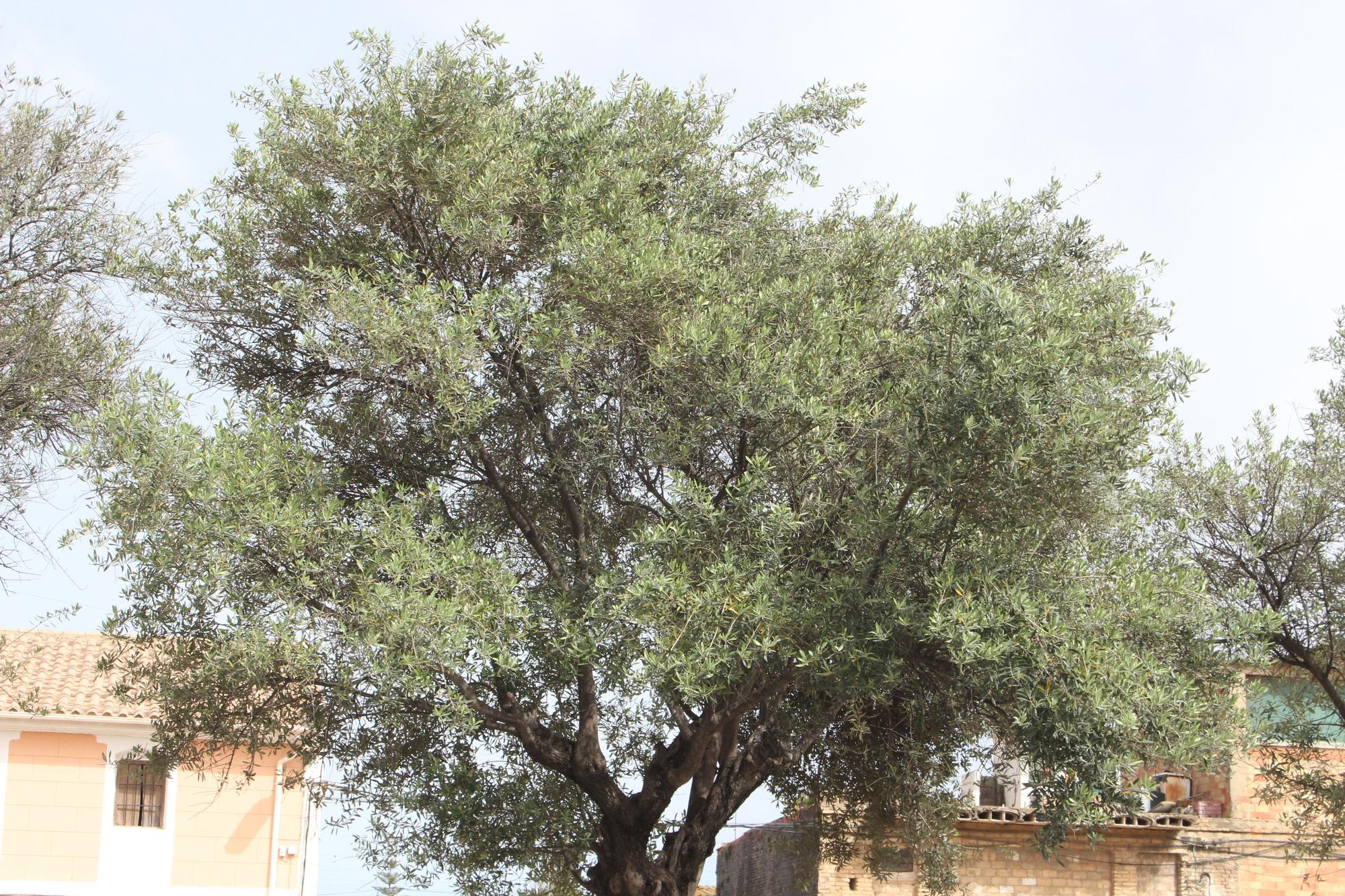 Los desbordados olivos de Castellar-Oliveral