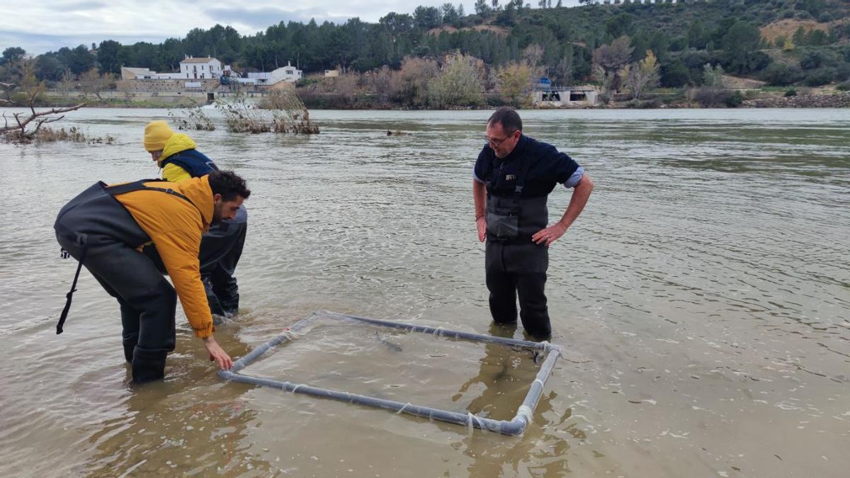 Liberación de esturiones en el río Ebro, este miércoles.