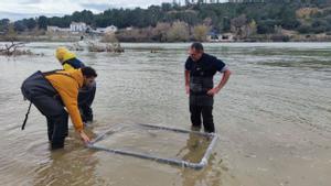 Liberación de esturiones en el río Ebro, este miércoles.