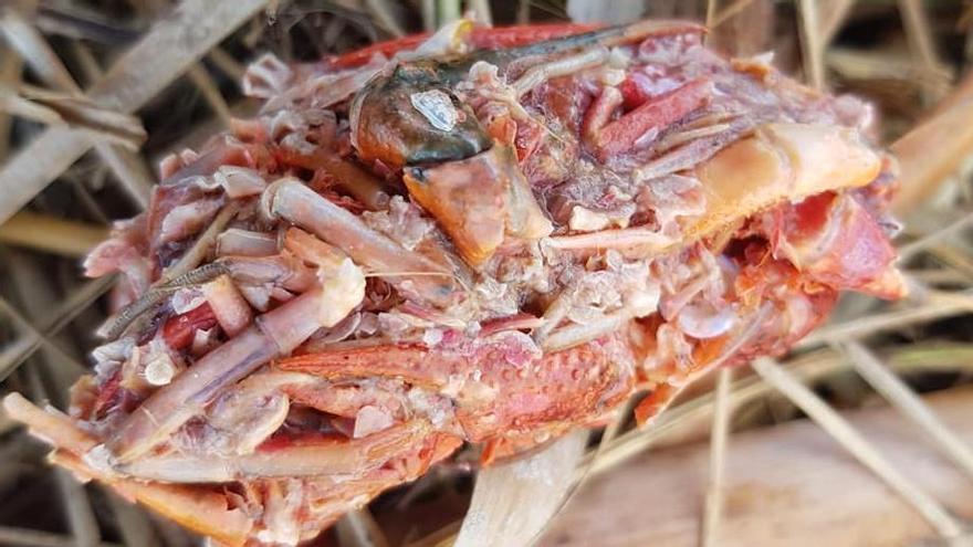 Los restos de cangrejo que muestra el Tancat de la Pipa a efectos didácticos