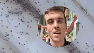 Este es la mejor solución para combatir una plaga de arañas: "Insecticida de descarga total"