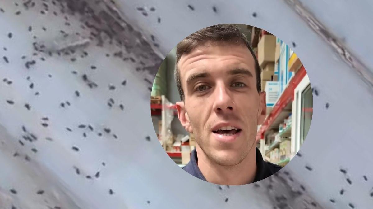 Este es la mejor solución para combatir una plaga de arañas: "Insecticida de descarga total"
