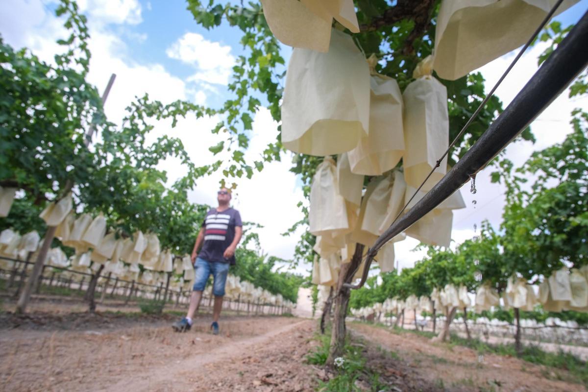 El agua del trasvase del Júcar ya riega la uva embolsada del Vinalopó, su cultivo más emblemático