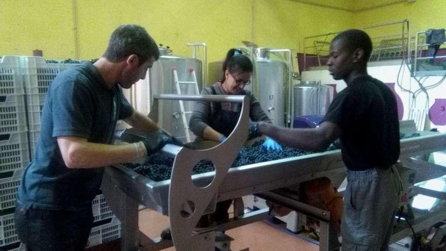 Trabajadores de una bodega de la Denominación de Origen seleccionan los racimos.